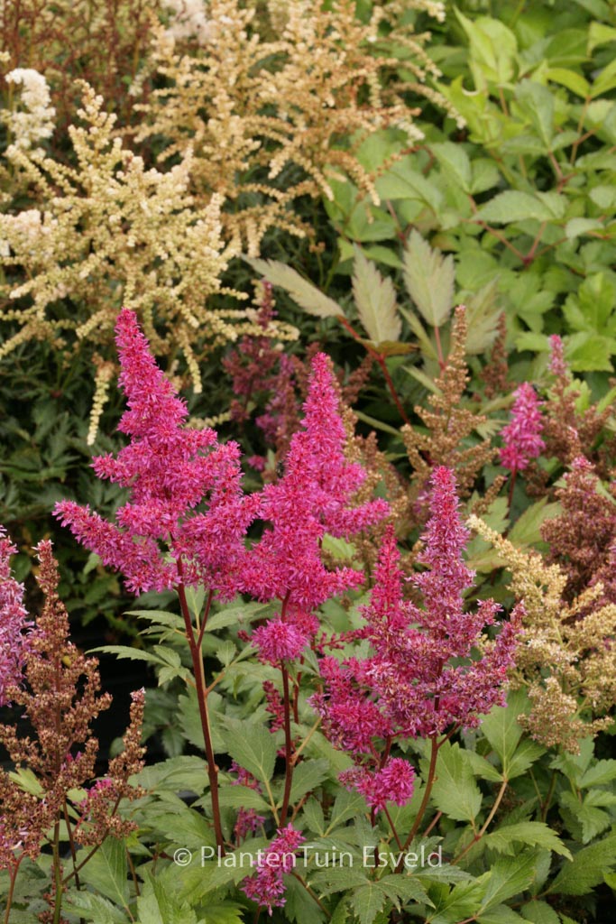 Astilbe ‚Elisabeth van Veen‘