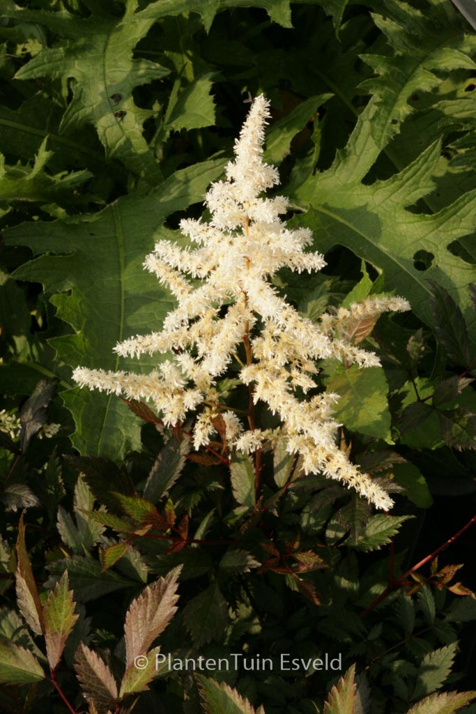 Astilbe ‚Ellie (J)‘