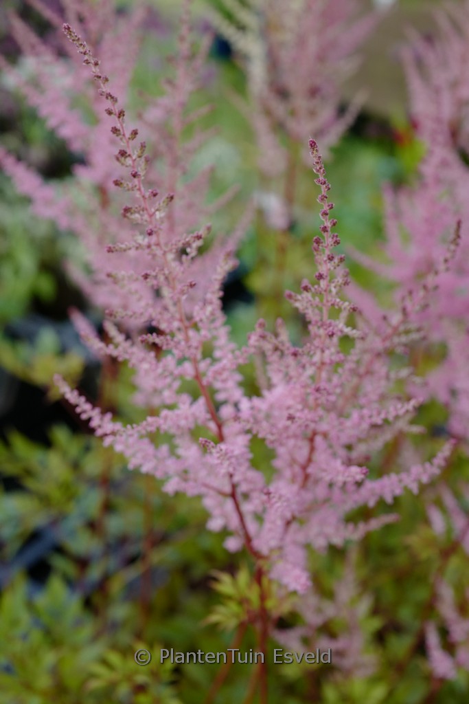 Astilbe ‚Erika‘