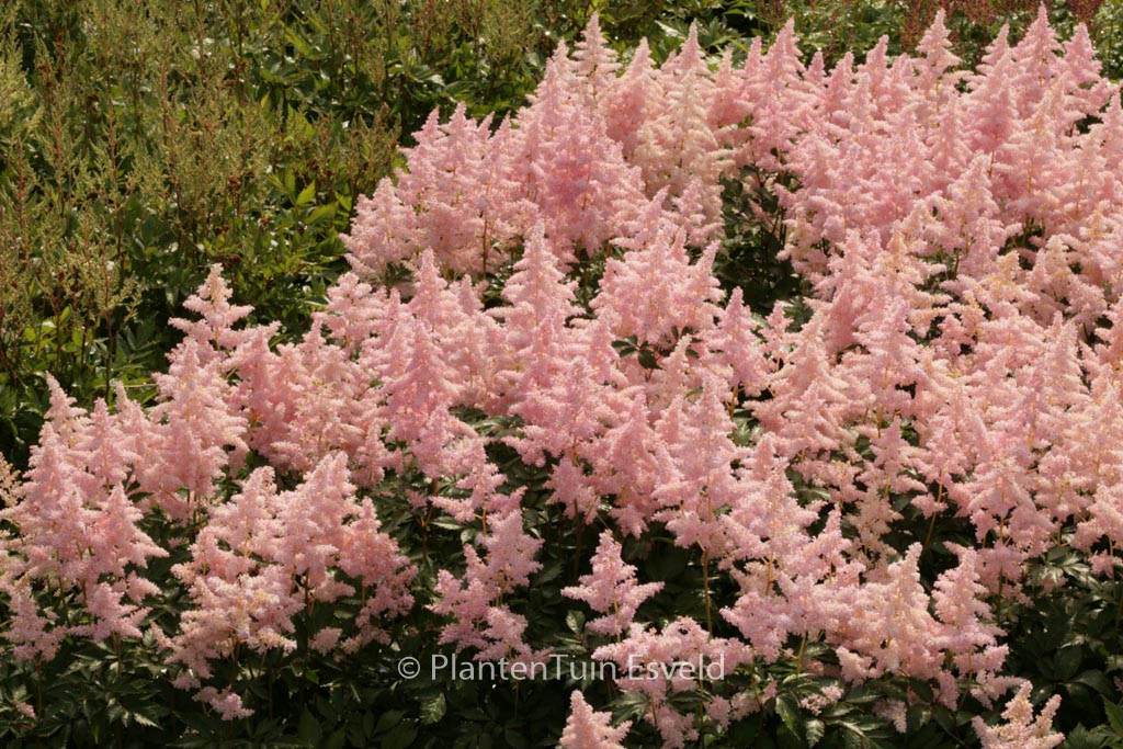 Astilbe ‚Europa‘
