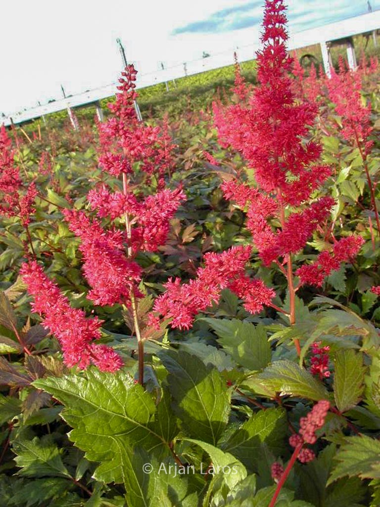 Astilbe ‚Fanal‘