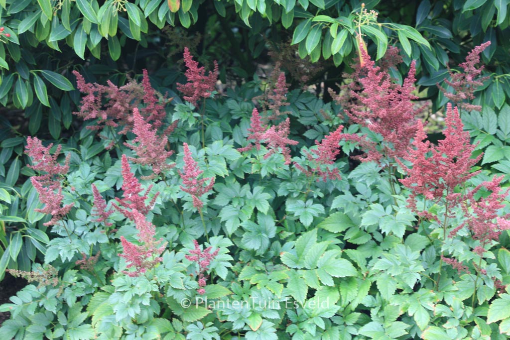 Astilbe ‚Glut‘