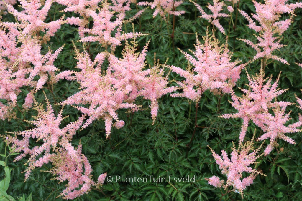 Astilbe ‚Hennie Graafland‘