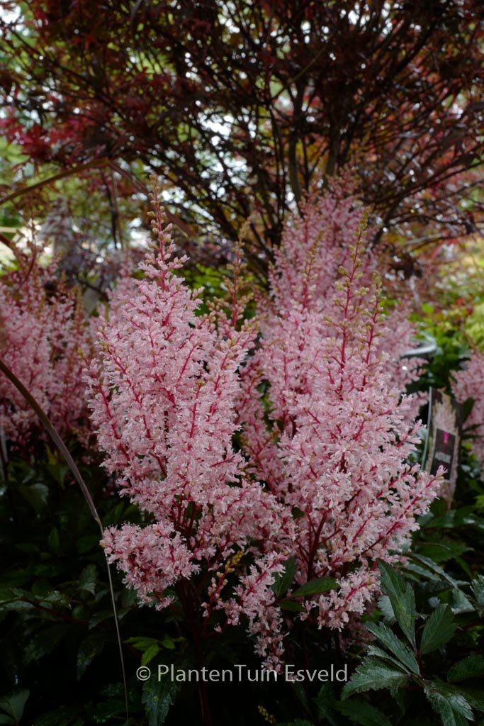 Astilbe ‚Look At Me‘