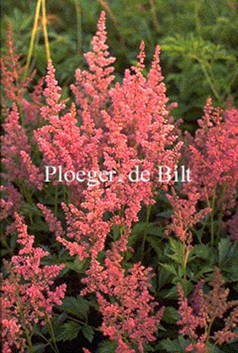 Astilbe ‚Mainz‘