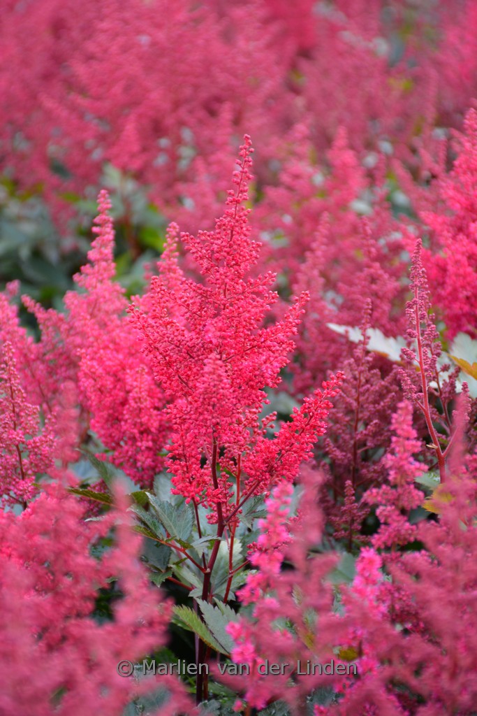 Astilbe ‚Montgomery‘