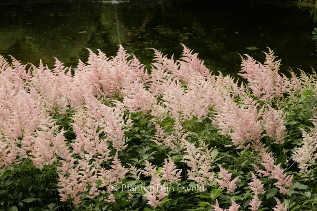 Astilbe ‚Peach Blossom‘