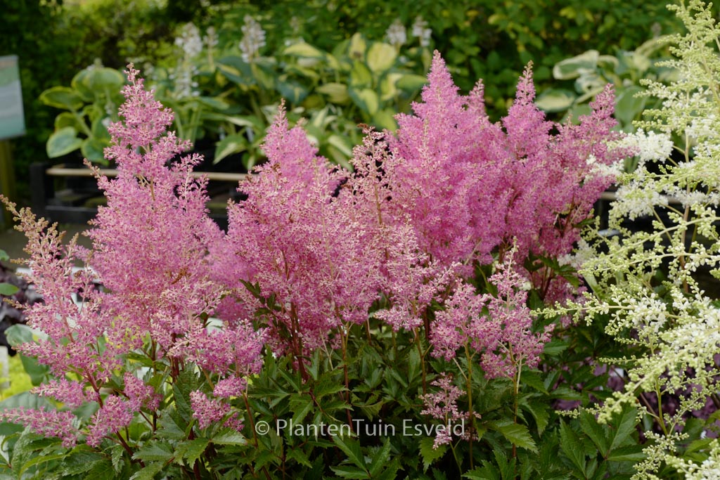 Astilbe ‚Rheinland‘