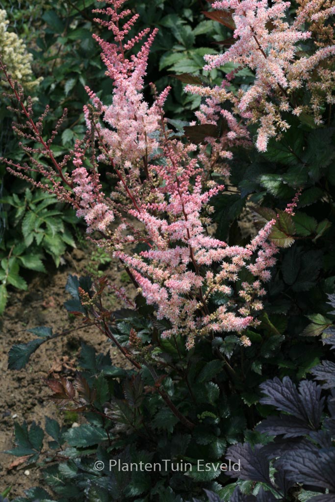 Astilbe ‚Spotlight‘