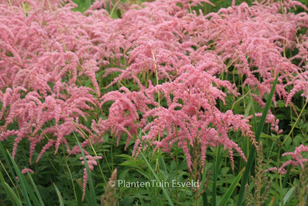 Astilbe ‚Straussenfeder‘