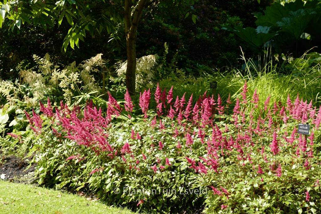 Astilbe ‚Vesuvius‘