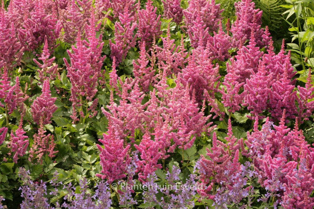 Astilbe ‚Vision‘