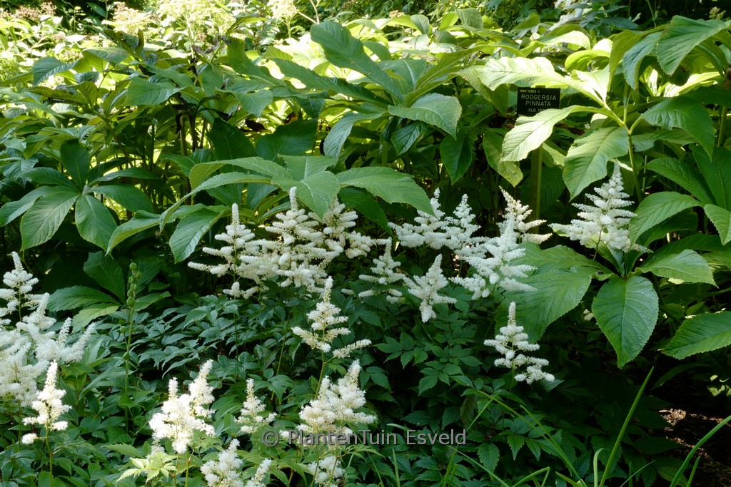 Astilbe ‚Washington‘