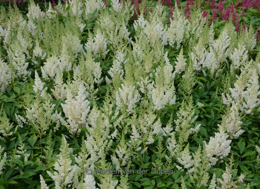 Astilbe ‚Weisse Gloria‘