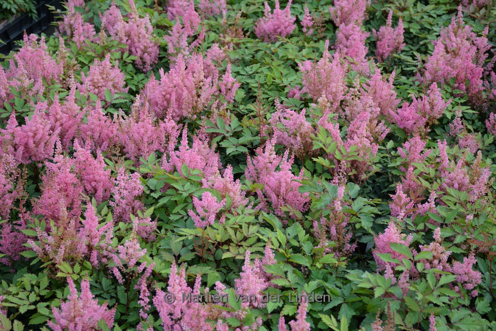 Astilbe ‚Younique Pink‘