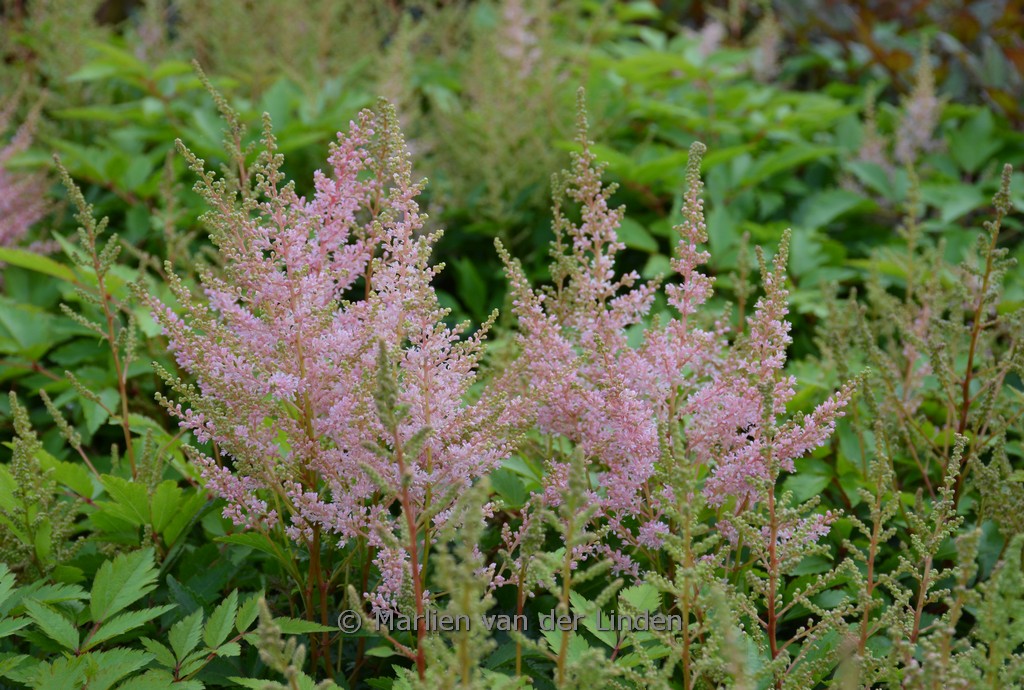 Astilbe ‚Younique Silvery Pink‘