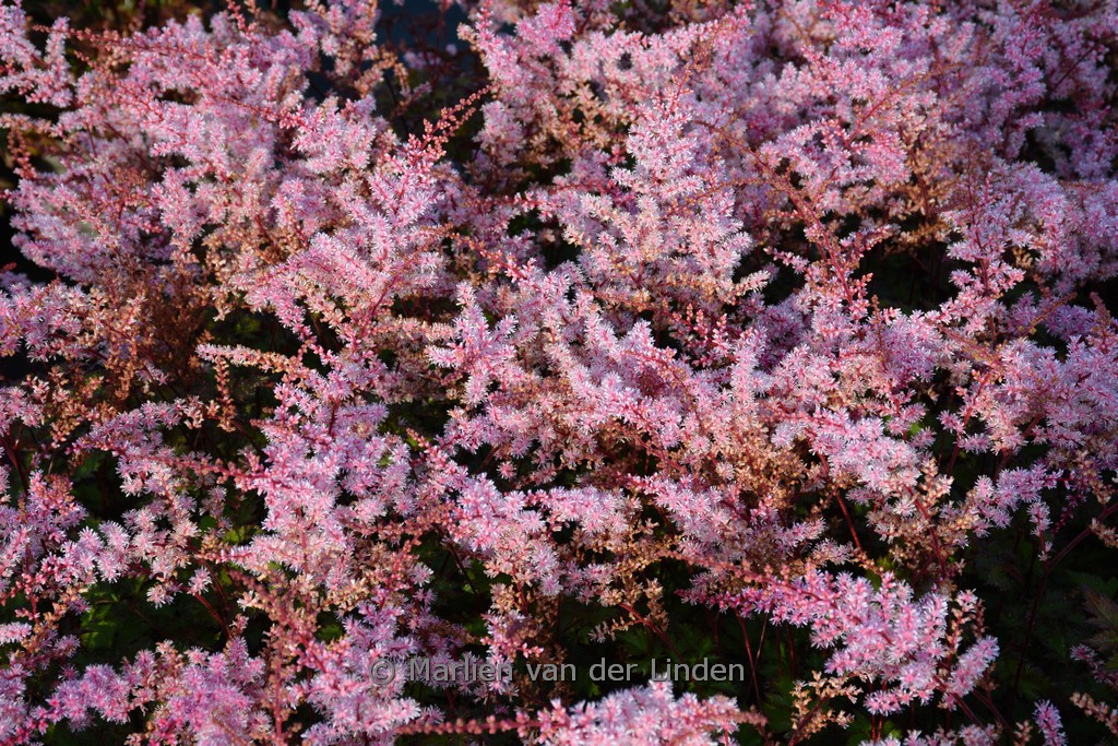 Astilbe chinensis ‚Delft Lace‘