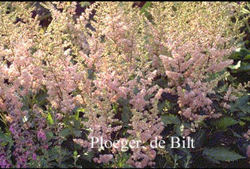 Astilbe chinensis ‚Finale‘