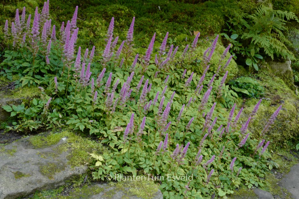 Astilbe chinensis ‚Pumila‘