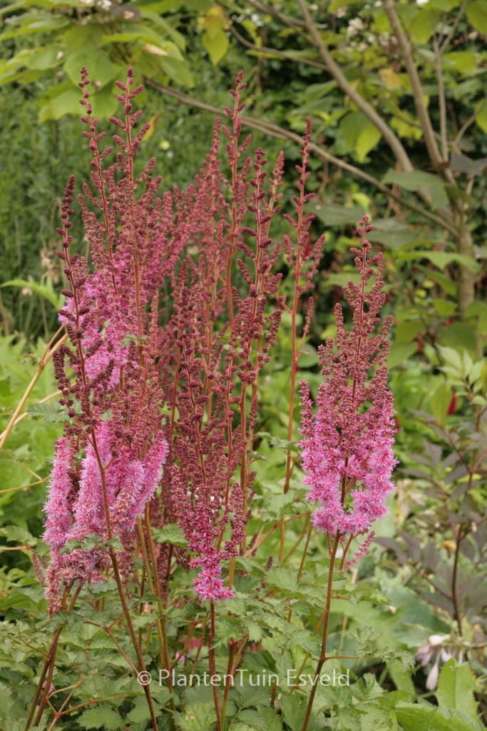 Astilbe chinensis ‚Purpurkerze‘