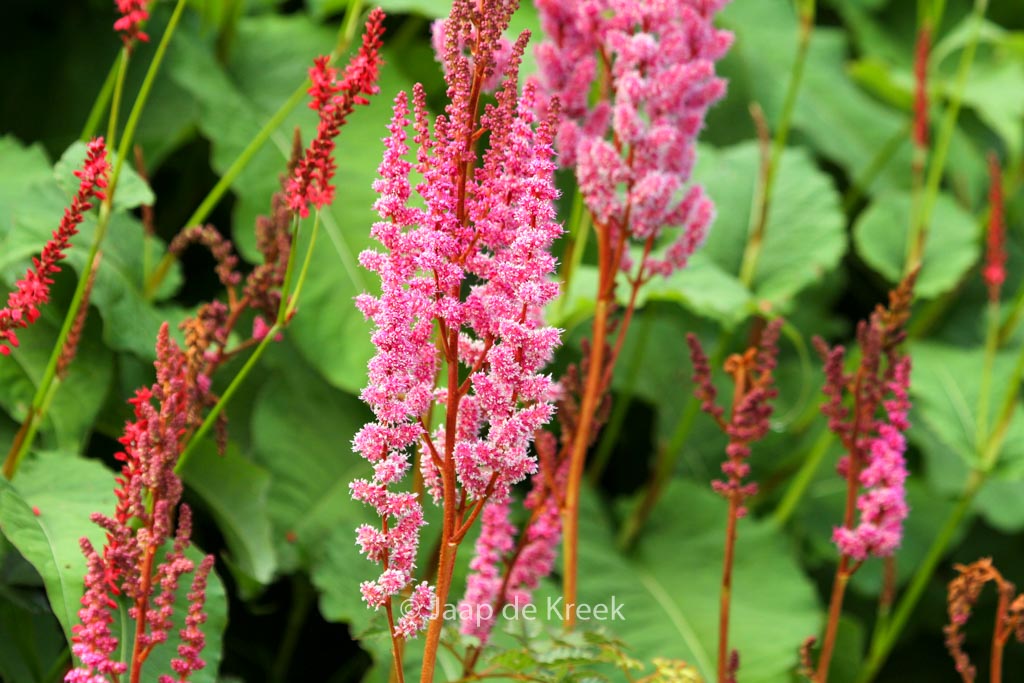 Astilbe chinensis ‚Purpurlanze‘