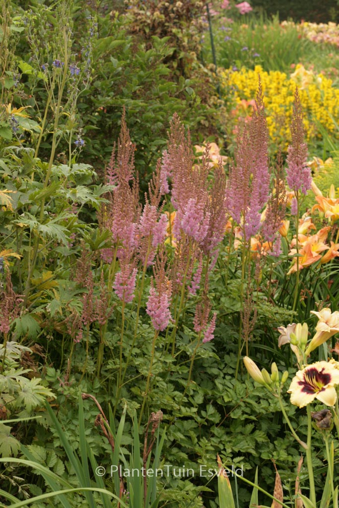 Astilbe chinensis ‚Superba‘