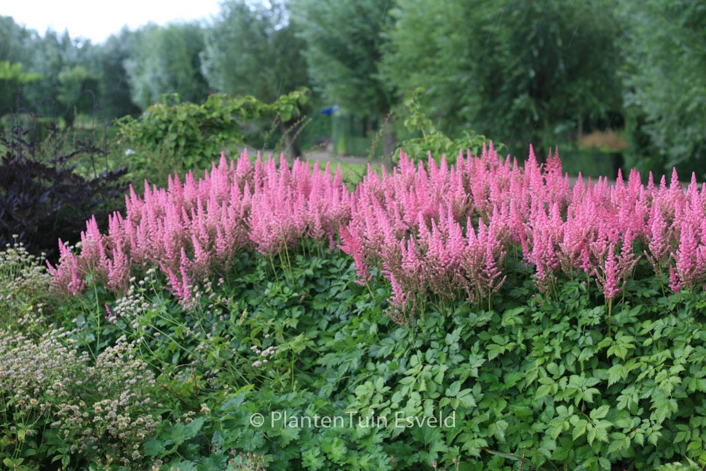Astilbe chinensis ‚Vision in Pink‘