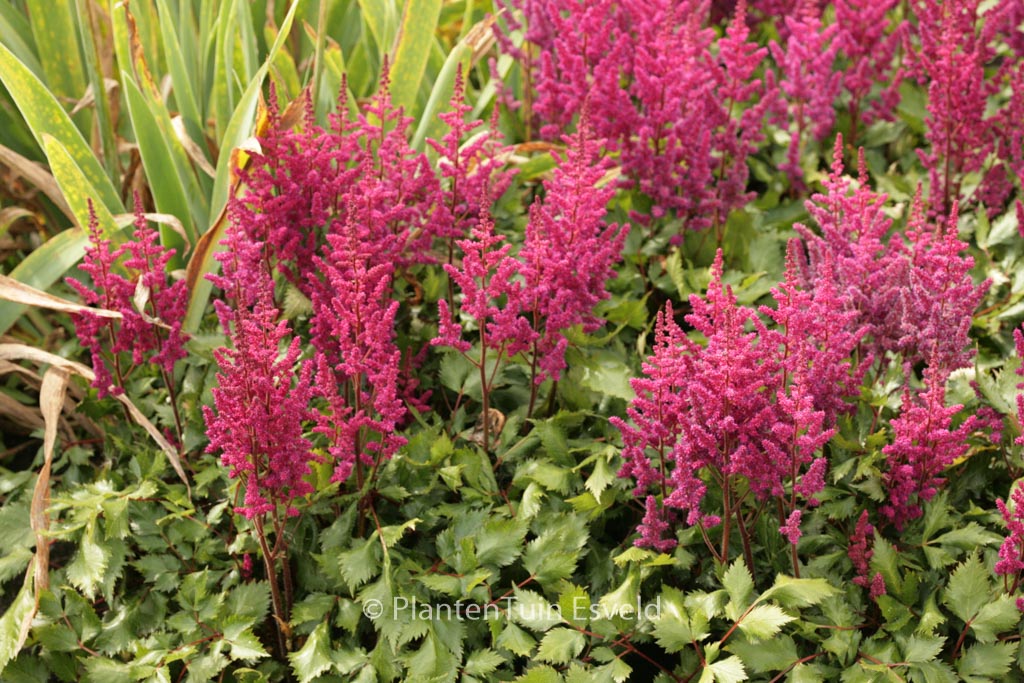 Astilbe chinensis ‚Vision in Red‘