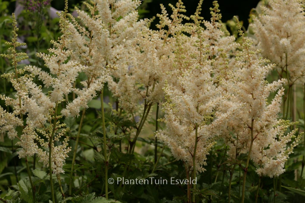 Astilbe chinensis ‚Vision in White‘