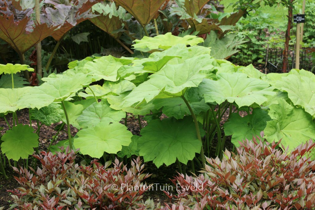 Astilboides tabularis