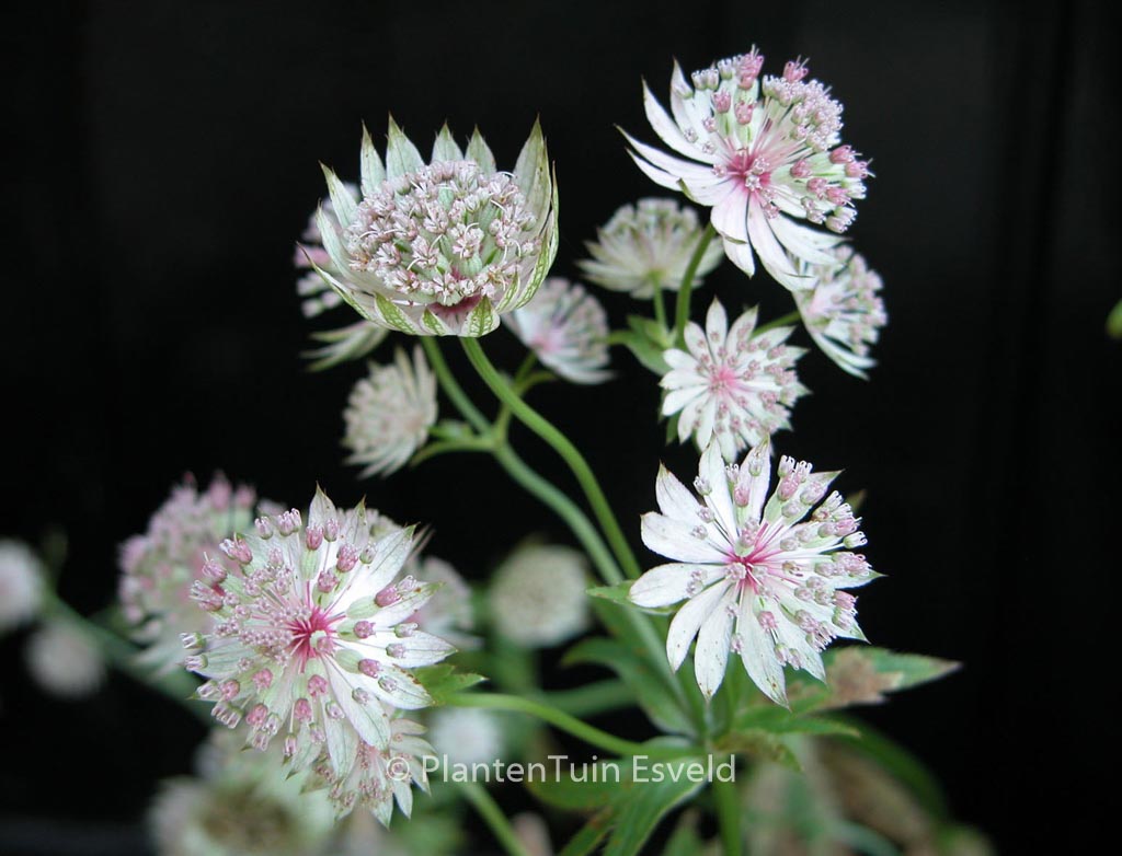 Astrantia ‚Buckland‘