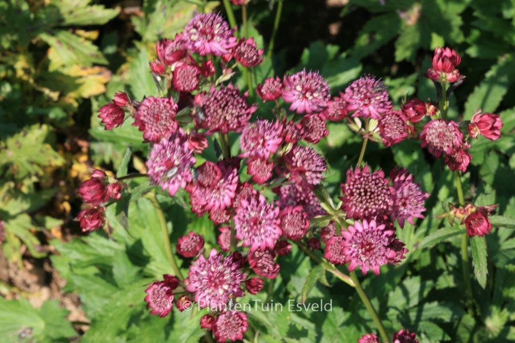 Astrantia major ‚Abbey Road‘