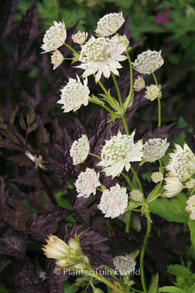 Astrantia major ‚Alba‘
