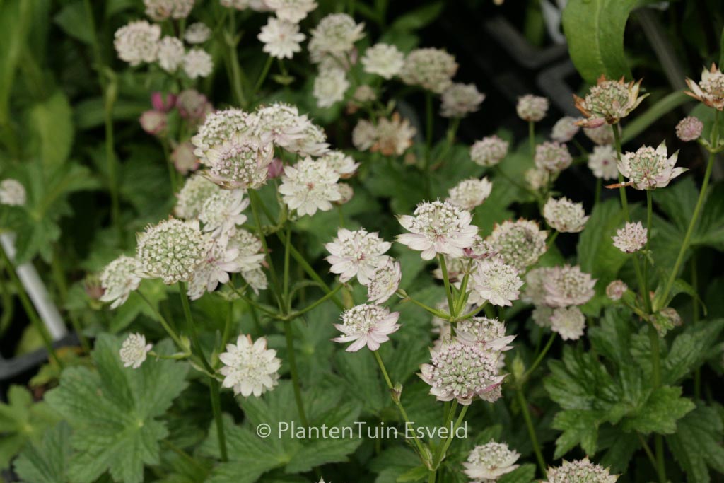 Astrantia major ‚April Love‘