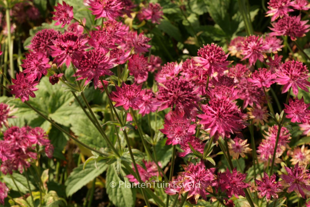 Astrantia major ‚Claret‘
