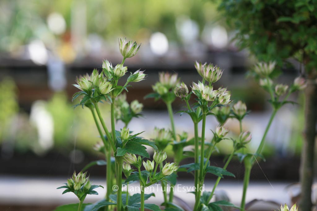 Astrantia major ‚Florence‘