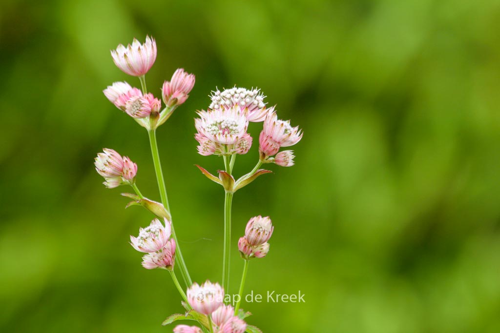 Astrantia major ‚Primadonna‘
