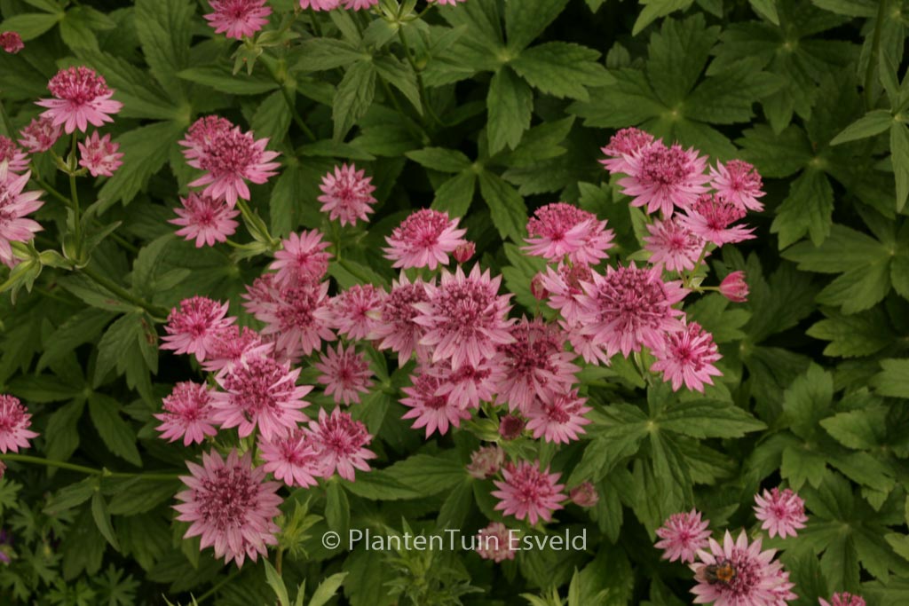 Astrantia major ‚Roma‘