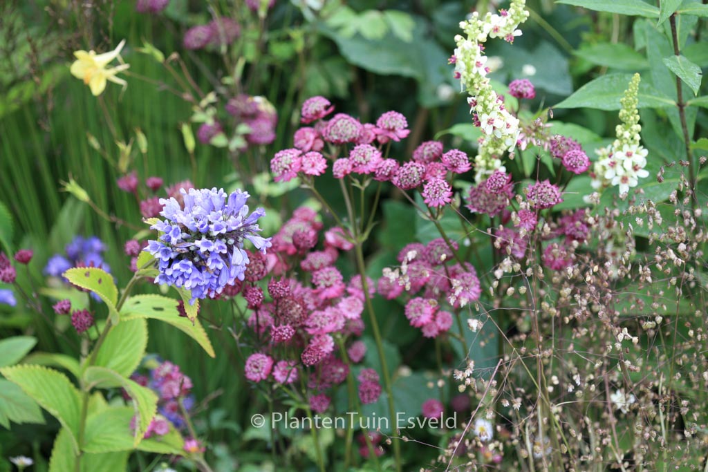 Astrantia major ‚Rubra‘
