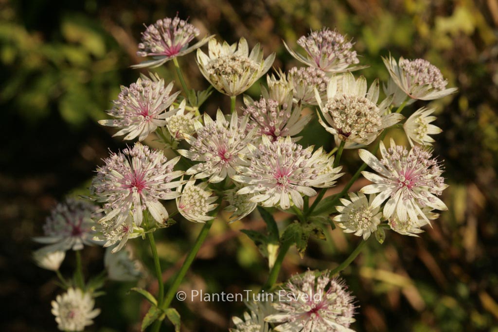 Astrantia major ‚Shaggy‘