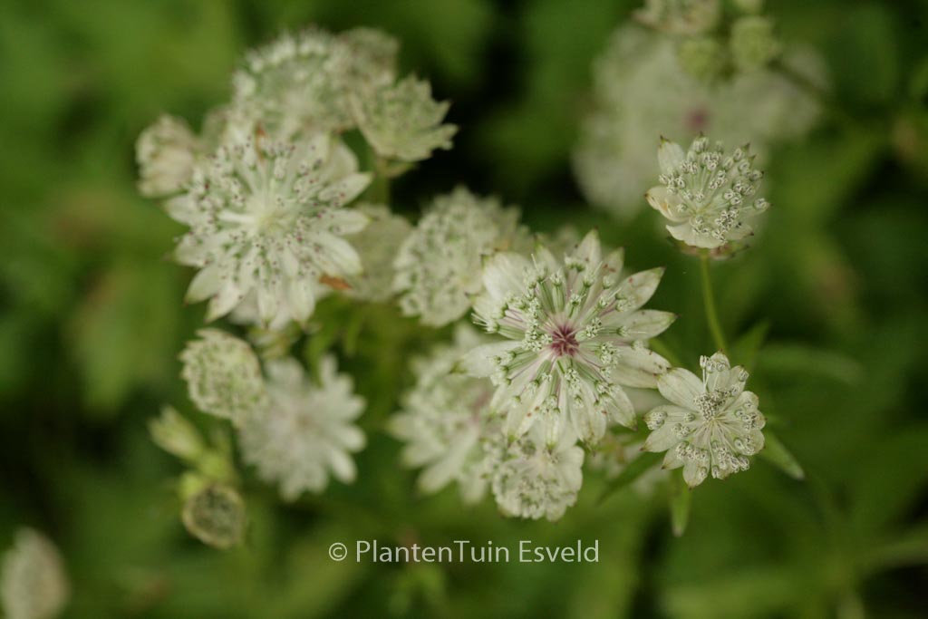 Astrantia major ‚Snow Star‘