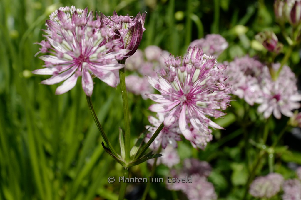 Astrantia major ‚Sparkling Stars Pink‘