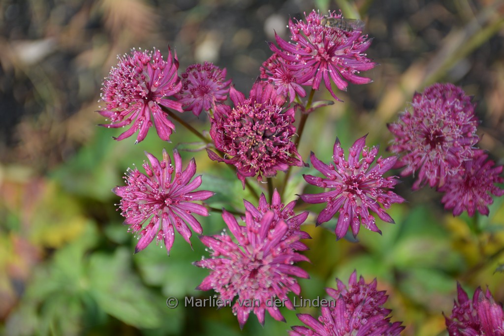 Astrantia major ‚Sparkling Stars Red‘