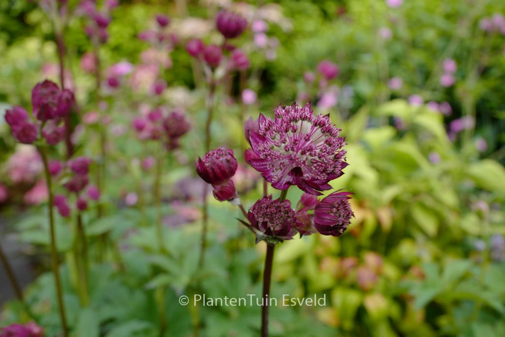 Astrantia major ‚Star of Beauty‘