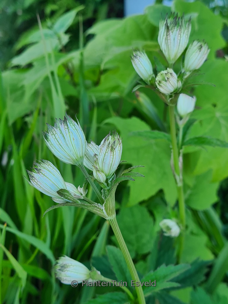 Astrantia maxima ‚Sparkling Stars White‘
