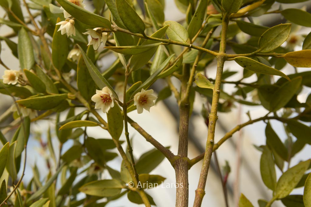 Atherosperma moschatum