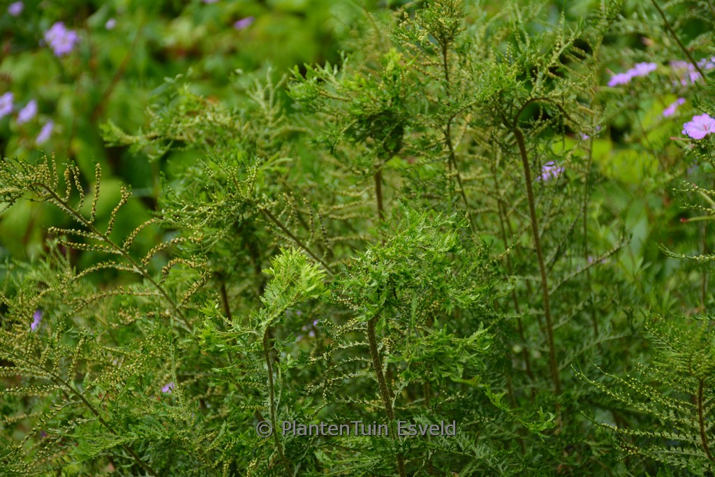 Athyrium filix-femina ‚Vernonia Cristatum‘