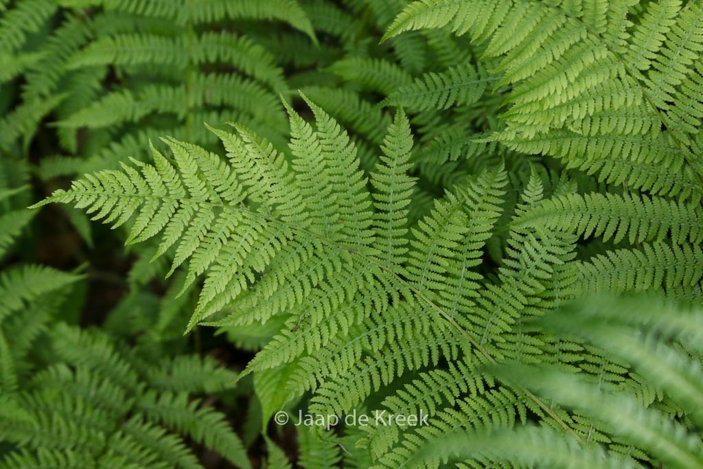 Athyrium filix-femina