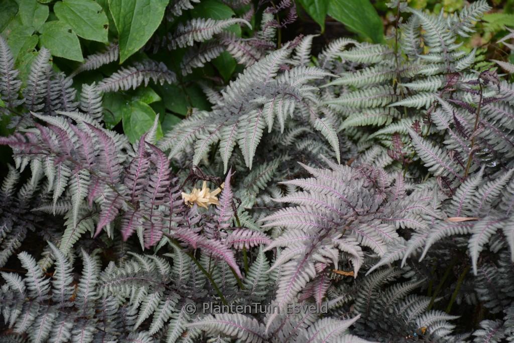 Athyrium niponicum ‚Burgundy Lace‘