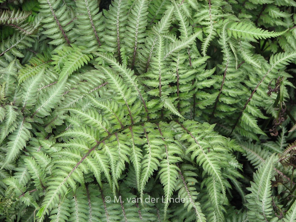 Athyrium niponicum ‚Pictum‘